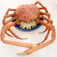King Crab