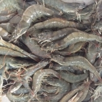 Ecuador Prawn