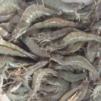 Ecuador Prawn