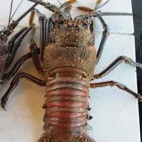Lobster