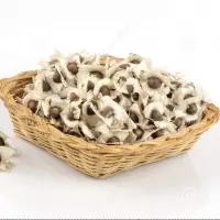 Moringa Supergenius PKM1 Hybrid Seeds