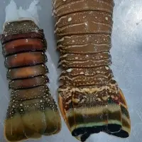 LOBSTER WHOLE & TAILS