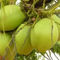 Fresh Young Green Coconut