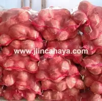 Mature Coconut