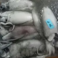 Frozen Whole Calamari (Sepioteuthis)