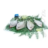 Silver Biddy Fish