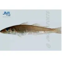 Silver Sillago Fish