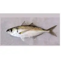 Striped Scad Fish