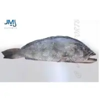 Aerolated Grouper Fish
