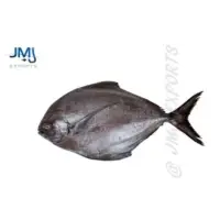 Black Pomfret Fish