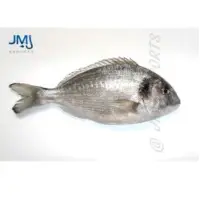 Black Sea Bream Fish
