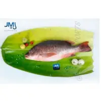 Blood Red Snapper Fish