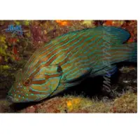 Blue Line Grouper Fish