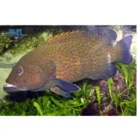 Blue Spotted Grouper Fish