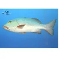 Bohar Snapper Fish