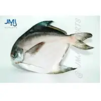Chinese Pomfret