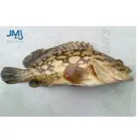 Cloudy Grouper Fish