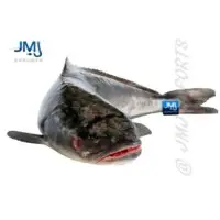 Cobia Fish
