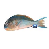 Parrot Fish