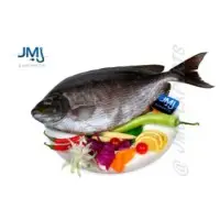 Rabbit Fish