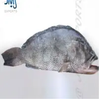 Aerolated Grouper