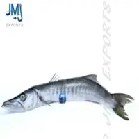 Barracuda Fish