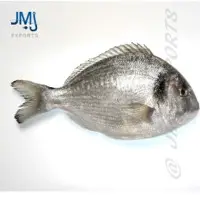 Black Sea Bream