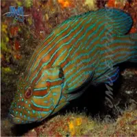 Blue Line Grouper