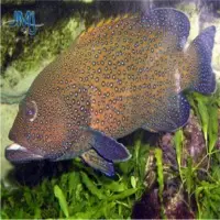 Blue Spotted Grouper