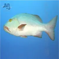 Bohar Snapper