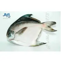 Chinese Pomfret