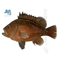 Chocolate Grouper