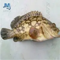 Cloudy Grouper