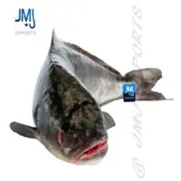 Cobia Fish