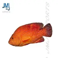 Coral Grouper
