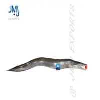 Eel Fish