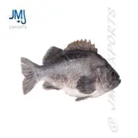 Giant Rock Cod