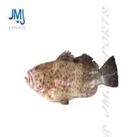 Greasy Grouper