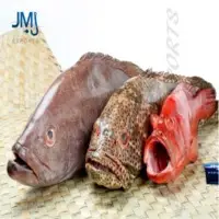 Grey Grouper