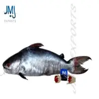 Indian Cat Fish