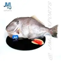 Leather Jacket Fish