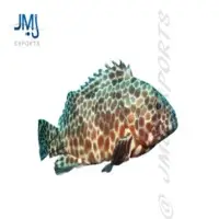 Long Fin Grouper