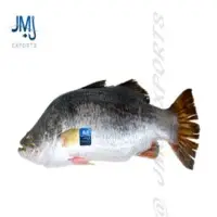 Moon Tail Seabass