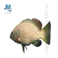 Orange Spotted Grouper