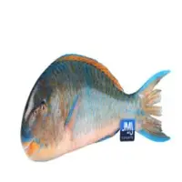 Parrot Fish