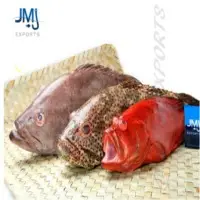 Red Grouper