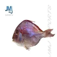 Red Sea Bream