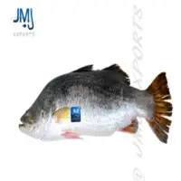 Silver Sea Bream