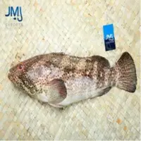 Spotted Grouper
