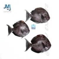 Surgeon Fish